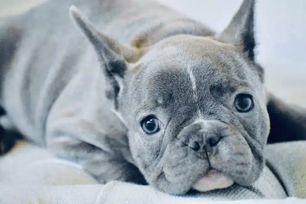 um lindo bulldog frances blue