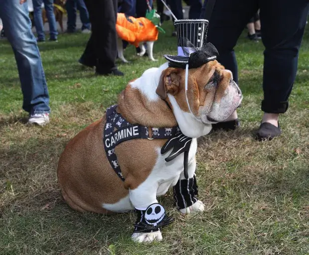 bulldog inglês em festa de Halloween
