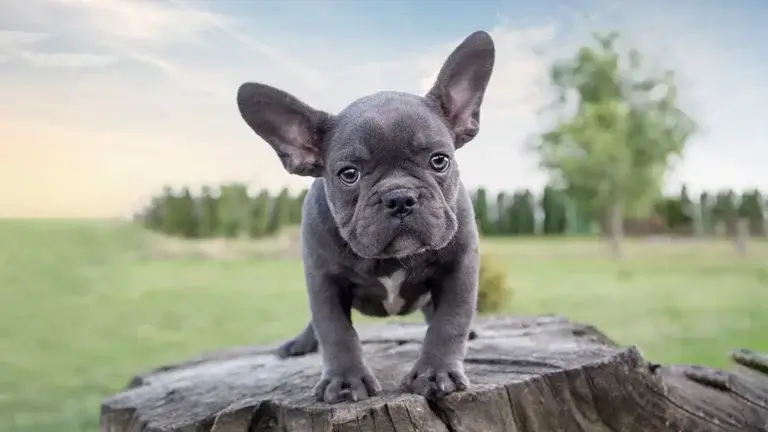 filhote de bulldog francês blue em ambiente externo