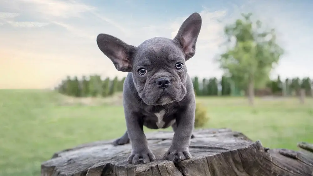 filhote de bulldog francês blue em ambiente externo