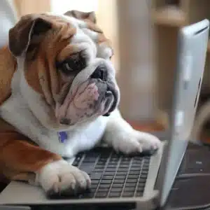 bulldog ingles olhando o computador