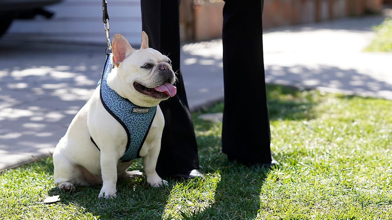 buldogue francês com seu dono