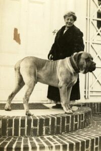 mastiff um ancestral do bulldog