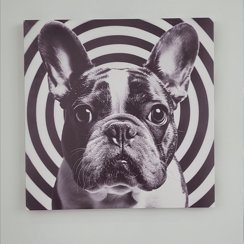 Quadro Bulldog Francês - Hypnotic