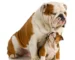 Bulldog inglês adulto com filhote da mesma raça