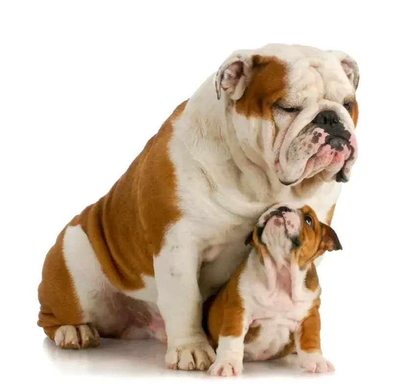 Bulldog inglês adulto com filhote da mesma raça